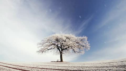 Snow on alone tree