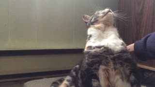 Cat Leans Back Really Far When Getting Back Scratched