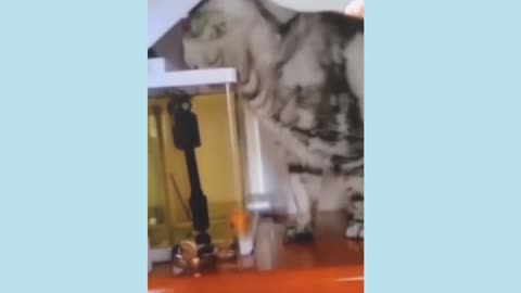 Funny Animal Videos ||Best Funny Cat Videos