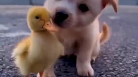Cute Puppy Funny Animals video