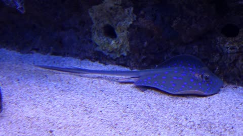 blue spotted sting ray in aquarium