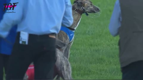 Greyhound dog racing - Track race 480m