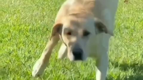 A funny dog playing on the field (you won't believe this dog's courage)