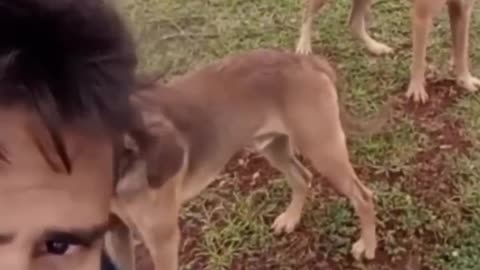 very funny cat and dogs compilation_😂😂😂😂😂😂😂_ #short