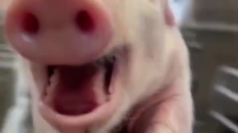 Laughing piglet