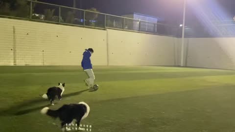 Football puppy