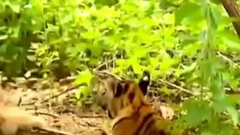 Tiger monkey