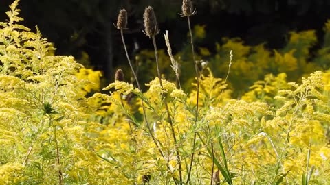 Cornell Scientists Uncover Form of Intelligence in Goldenrod Plants