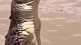 The deadliest saltwater crocodile 😱