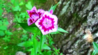 Sweet William