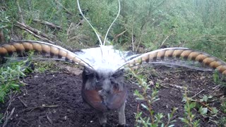 Female Superb Lyrebird Rejects Dancing Suitor