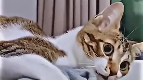 Hilarious cat video