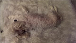 'Chameleon' dog perfectly camouflages with white rug