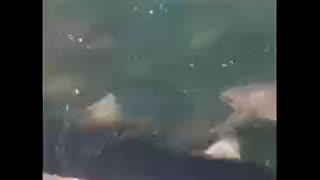Feeding Frenzy of Sharks behind the Shrimp Boat off Florida Beaches