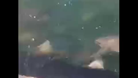 Feeding Frenzy of Sharks behind the Shrimp Boat off Florida Beaches