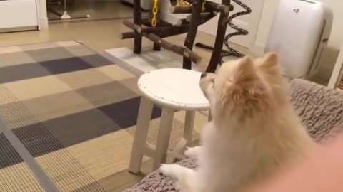 Funny dog Reaction watching Tv