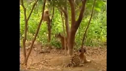 Monkey & Tiger Funny😄😄😄