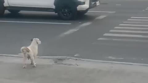 Dog crossing in pedestrian