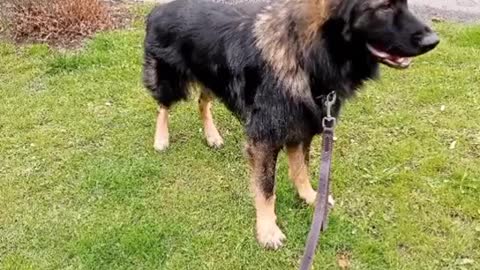 Dog (German Shepherd) save its owner from total stranger !!