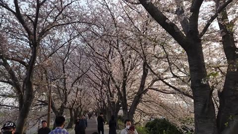 꽃길 걸어보세요 flower road #sakura