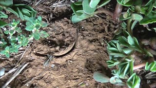 Trapdoor Spider Beats Up The Beetle