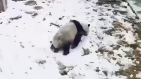 A very pampered panda 🐼