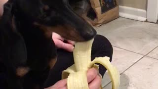 Going bananas for bananas