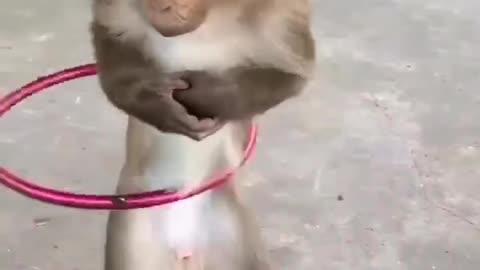 Funny monkey 🐒 🙈