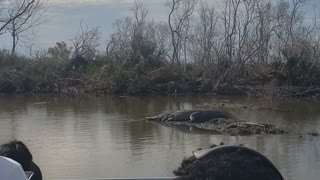 Louisiana Gator