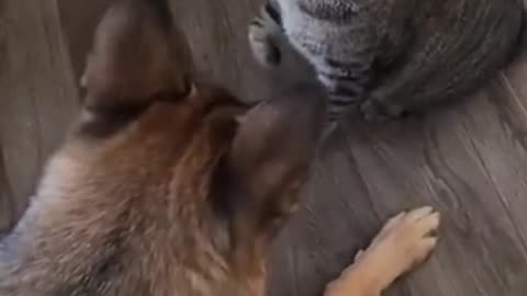 Funny cat and dogs fight 🤣🤣