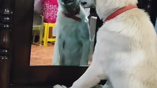 Labrador Dog Seeing Mirror for the first time