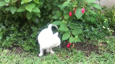 cats never tired of playing