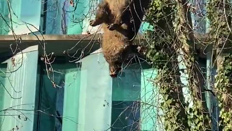Farmers hang a boar outside the labor inspector office in France