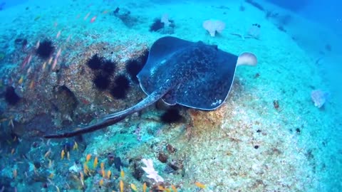 This Is Why Crabs Hate Stingrays