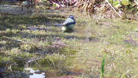 A bird playing in the water