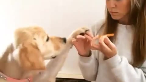 Dog dying nails 😂😂