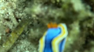 Freediving down to another beautiful sea slug in the tropical Philippines waters