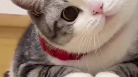 Funny Animal Videos Funny Cat , Dogs