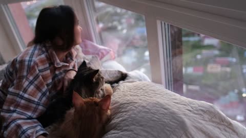 Young beautiful brunette woman lying on the bed by the window stroking Maine Coon cats