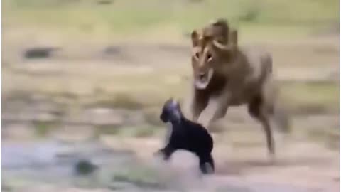 angry animals fighting with other