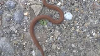 Texas Brown Snake