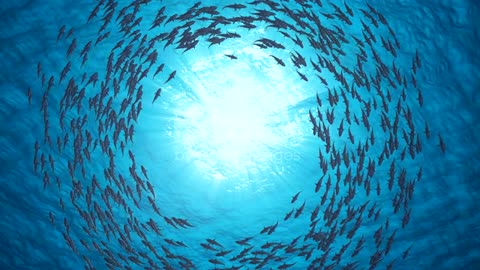 Sharks swim in a circle. A beautiful background. Slow motion. Under water.