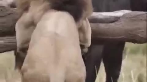 Lion attack buffalo