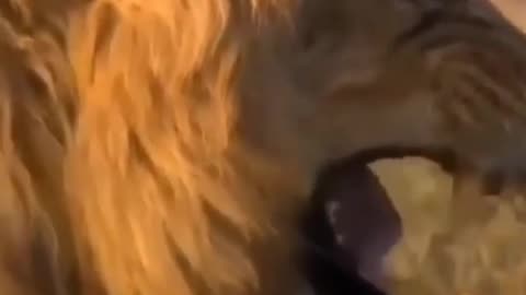 Lion funny videos 😆😎