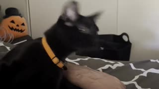 Black Cat Shakes His Head