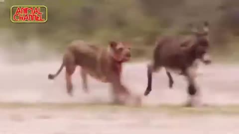 WILD ANIMALS LIFE FIGHT WITH LION HUNTER