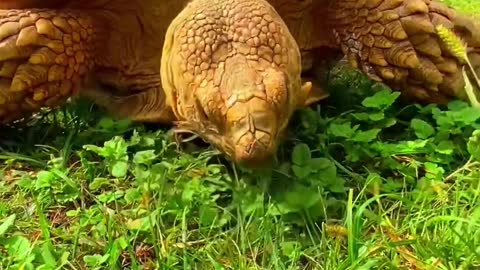 The big tortoise is eating grass