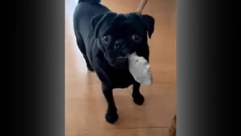 Funny dogs #funny #pug #memes #pets #cat #cute #funnydogs #puppy #animals #puglife