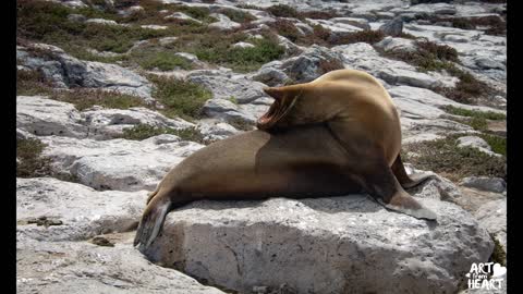 Magische Begegnungen im Meer Seelöwe