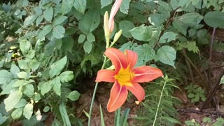 Tiger Lily